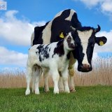 Weltmilchtag: Milchindustrie zerstört Familien!