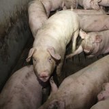 Skandal-Schweinefabrik aufgedeckt: VGT lädt Medien zu Protest vor nö Schweinefabrik