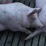 Einladung VGT-Aktion: totes Schwein auf Vollspaltenboden vor Landwirtschaftsministerium