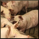 Einladung zur Vollspaltenboden-Aktion: seit Jahrzehnten keine Verbesserung für die Schweine