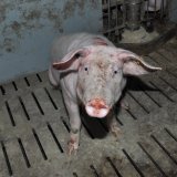 VGT zeigt Bildergalerie: Schweinehaltung seit 10 Jahren gleich katastrophal!