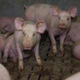 Neue „Schweinegrippe“ mit Pandemiepotential entdeckt