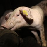 VGT-Demo gegen Schweine-Vollspalten vor Ministerrat: Anschober unterstützt Anliegen