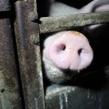 VGT deckt auf: kein schwarzes Schaf – Normalzustand in einer Vollspalten-Schweinefabrik