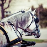 VGT-Warnruf: Ohne Hitzefrei  bei 30 Grad droht großes Pferdeleid