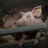 2 Parlamentarische Anfragen der SPÖ zur Vollspaltenbodenhaltung Schweine