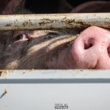 Verunfallter Schweinetransport auf der A9 – Ferkel brüten in der Hitze