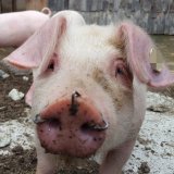 Tierquälerei x3: Tierfreund_innen entdecken erneut Schweine mit gebohrten Löchern in den sensiblen Nasen