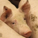 VGT hat Vollspalten-Schweinequal aufgedeckt: Richterin bestätigt seriöse Arbeit