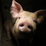 Kreidebotschaft vor Landwirtschafts-Ministerium: „Schweine leiden auf Vollspaltenboden“