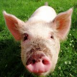 Kleiner Zwischenerfolg für Almschweine – furchtbare Nasenklammern entfernt