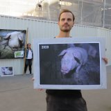 Schweine-Vollspaltendemo heute anlässlich des Ministerrats: Köstinger versteckt sich