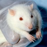 „Falsch und verwirrend“: Wissenschaftskolleg_innen kritisieren JKU-Tierexperimentator