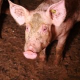 Neue Facetten im steirischen Schweine-Skandal