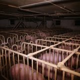 Jetzt auch Filme zur Schweinezucht beim stv. Obmann von Pig Austria: brutale Tierquälerei