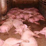 VGT  appelliert an Tierschutzminister Anschober: Stroh im Liegebereich für Schweine!