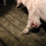 Wiener Handelsgericht bestätigt seriöse Aufdeckarbeit des VGT bei Schweinefabriken