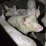 Neues Schweine-Coronavirus: „Höchst gefährlich“
