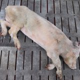 Totes Schwein vor Bundeskanzleramt: 2000 Schweine sterben pro Tag am Vollspaltenboden