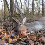 Protest: Jetzt Stellungnahme gegen burgenländisches Jagdgesetz abgeben!