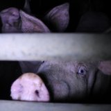 Gülle-Prozess Seibersdorf: Schweine-Leid nicht vergessen!