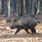 Gatterjagd: Angeschossener kapitaler Wildschwein-Eber im Jagdgatter Mensdorff-Pouilly