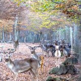Burgenland: Auch der Ökologische Jagdverband spricht sich gegen die Aufhebung des Gatterjagdverbots aus!