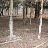 Gatterjagdverbot: VGT zeigt Mensdorff-Pouilly wegen Waldverwüstung im Jagdgatter an