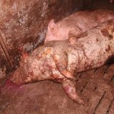FPÖ-Antrag Tierqualvertuschungsgesetz im Parlament: 1 Jahr Haft auf Tierfabrik Filmen