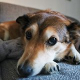 Aus Tierliebe: Bitte kein Feuerwerk – Interview mit einer Hundehalterin