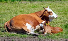 Eine Kuh und ein Kalb liegen in einer Wiese.