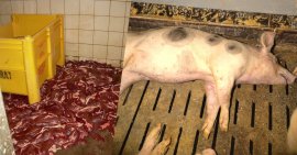 Schlachthof Fleisch und totes Schwein