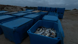 Kadavertonnen gefüllt mit toten Fischen