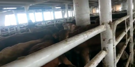 Rinder auf der ElBeik