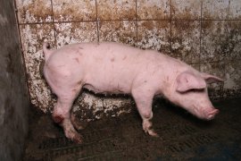 Schwein Anna in der Vollspaltenboden-Haltung
