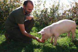Schwein Anna nimmt vertrauensvoll Essen aus der Hand