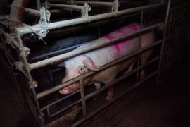 Schwein im Kastenstand