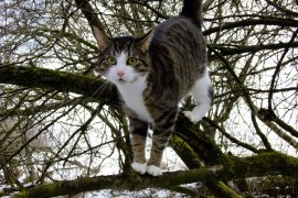 Katze auf Baum