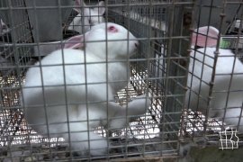 Kaninchen in einem Käfig.