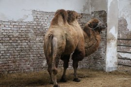 Kamel Einzelhaltung