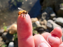 Eine Biene sitzt auf einem Finger.