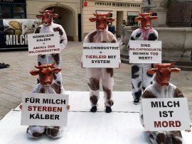 Aktivist:innen als Kühe verkleidet halten Schilder