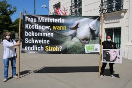 Aktivist:innen halten ein Banner mit dem Text: Frau Ministerin Köstinger, wann bekommen Schweine endlich Stroh?