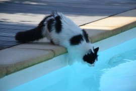 Katze Pool