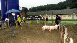 Schweine in einem provisorischen Gehege vor einer Schweinefabrik