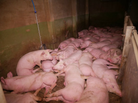 In einem Mastbetrieb auf Vollspaltenboden zusammengedrängte Schweine