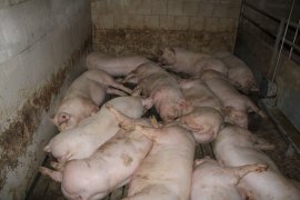 Schweine auf Vollspaltenboden 4