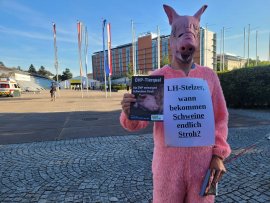 Schwein verteilt Flyer