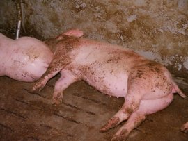 Schweine auf Vollspaltenboden 5