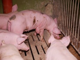 Pöttelsdorfer Schweinemast